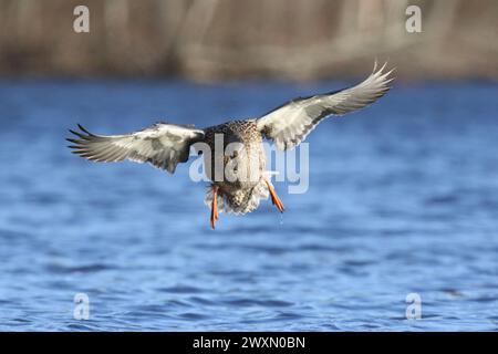 Mallard duck (Anas platyrhynchos) comes in to land on a blue lake in winter Stock Photo