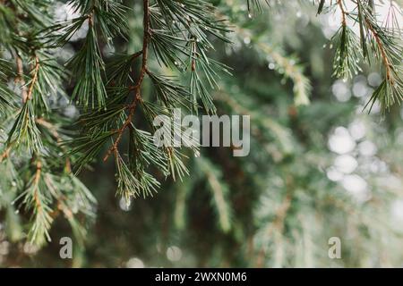 Raindrops on a fluffy fresh branches of larch. Close-up. Selective focus. Stock Photo