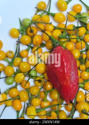 Semi Di Peperoncino Aji Charapita - 25 Semi Rari, Piccantezza 30.000-50.000 Scoville, Per Coltivazione Domestica