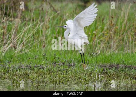 Little egret flying away from the swamp in Danube delta,Romania Stock Photo