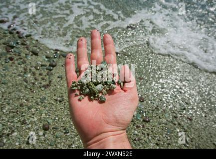 hand holding pebbles and sand collected on seashore Stock Photo
