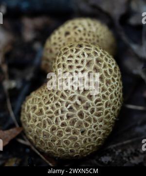 A closeup shot of common earthball mushrooms Stock Photo