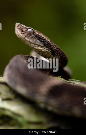 Danger, caution, this is a Bothrops jararaca. Embark on an exploration of the Amazon's fascinating biodiversity with this stunning image of a jararaca Stock Photo