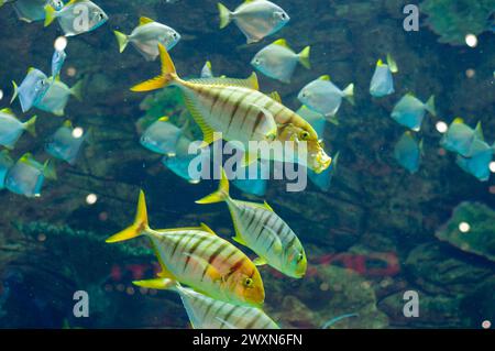 Gnathanodon speciosus vertical black stripes yellow fish vertical black stripes Stock Photo