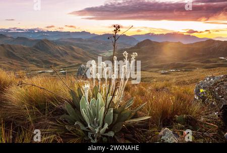 forest of frailejones or Espeletia, a beautiful plant in Colombian mountains, South America Stock Photo