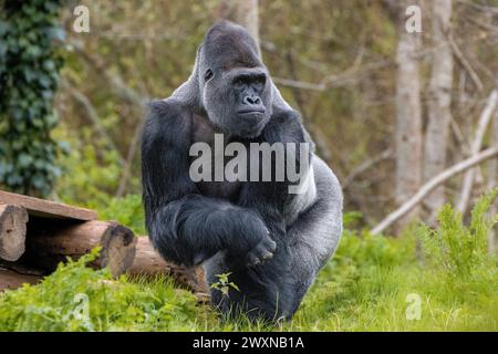 Western Lowland Gorilla Stock Photo