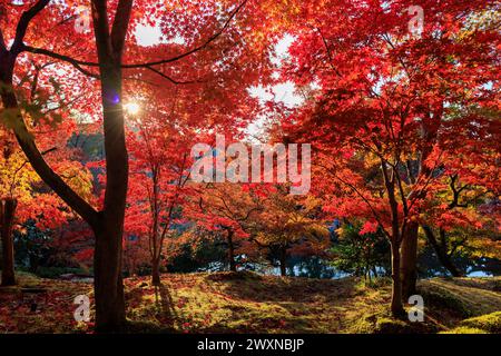 Vibrant red autumn foliage in Eikan-do Zenrin-ji temple, Kyoto, Japan. Stock Photo