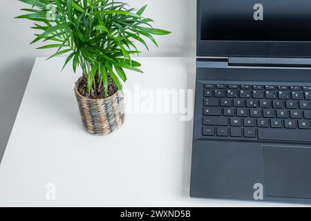An opened laptop and mini plant of chamaedorea on a desktop with copy space Stock Photo