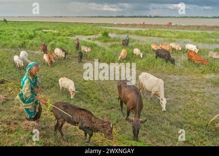 A farmer prepares milking cows at Chalanbil. It is one of the largest wetlands of Bangladesh.Khulna, Bangladesh. Stock Photo