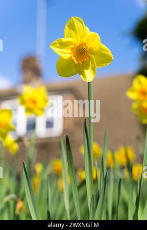Daffodil - Narcissus - blossom on sunny Spring day  in Kent, the Garden of England UK Stock Photo
