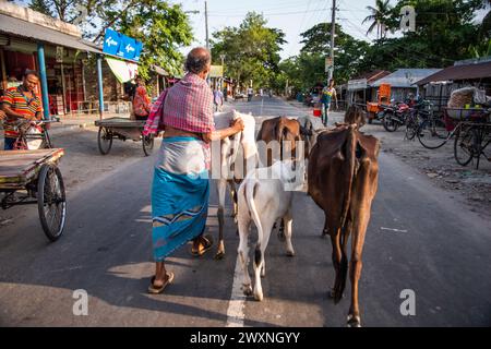 A farmer prepares milking cows at Chalanbil. It is one of the largest wetlands of Bangladesh.Khulna, Bangladesh. Stock Photo