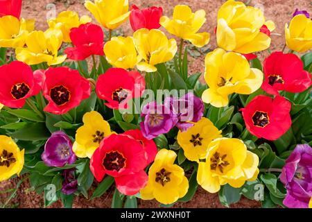 Looking down into the colorful fully opened tulips in bloom with foliage growing from the mound in a field closeup view on a bright sunny day in early Stock Photo