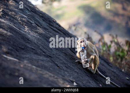 Wild monkey on rock trying to open plastic drinking bottle. Topics of plastic waste and nature pollution. Stock Photo
