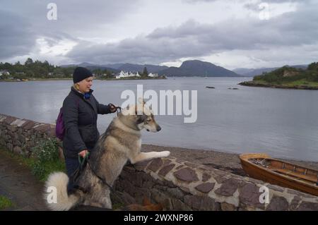 Tamaskan Wolfdog at the village of Plockton on the shores of Loch Carron, Lochalsh, Wester Ross area of the Scottish Highlands, UK Stock Photo