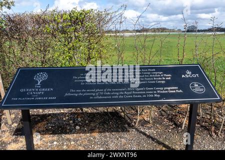 The Queen's Green Canopy, avenue of holm oak trees planted to celebrate the Platinum Jubilee 2022 at Ascot Heath, Berkshire, England, UK Stock Photo