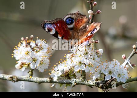 Peacock butterfly (Aglais io) nectaring on blackthorn blossom in spring or March, England, UK Stock Photo