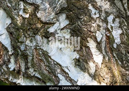 Abstract organic background of a white birch tree bark Stock Photo