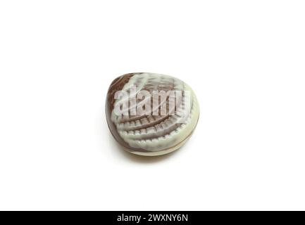 Chocolate praline shaped like seashell isolated on white background Stock Photo