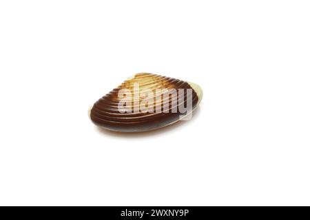 Chocolate praline shaped like seashell isolated on white background Stock Photo
