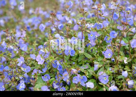 Veronica umbrosa speedwell ‘Georgia Blue’ in flower. Stock Photo