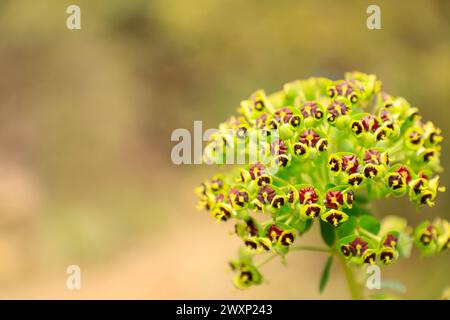 Different types of mediterranean plants flowering in mediterranean nature Stock Photo