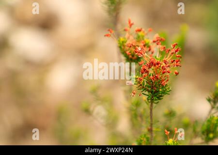 Different types of mediterranean plants flowering in mediterranean nature Stock Photo