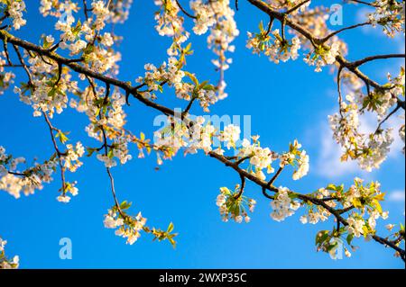 Spring cherry blossom blooms against a blue sky on April bank holiday, Easter 2024 Stock Photo