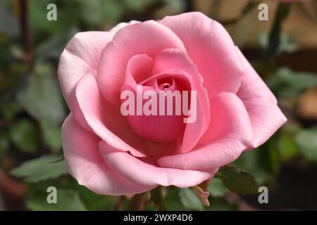 Pink Rose blur Background Stock Photo