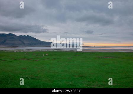 Beautiful icelandic landscape in early morning. Green grass, yellow sunrise, clouds and road in the distance. Very beautiful scenery around  hvalnesvi Stock Photo