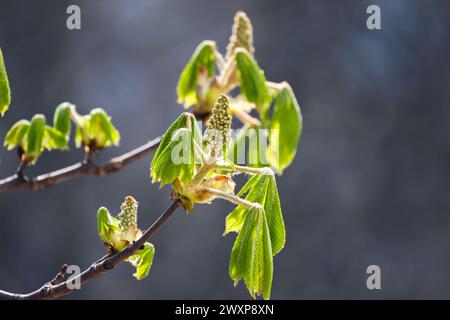 Buds and new leaves of a chestnut tree on a sunny spring day. Castanea, close-up photo with selective focus Stock Photo