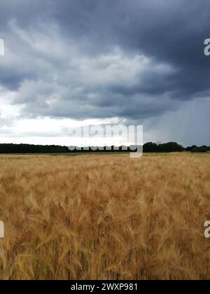 Dramatic sky over fields: cornfield ahead of approaching rainfront, Germany, Schwalmtal Stock Photo