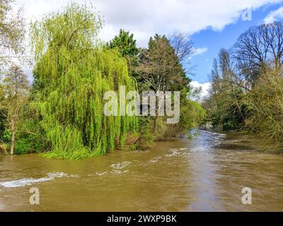 Mixed tree specias including Weeping Willow (Salix) with fresh leaves and branches trailing in river Claise - Indre-)et-Loire (37), France.. Stock Photo