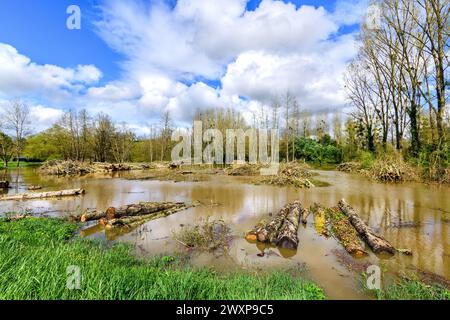 Waterlogged site after felling Poplar (Peuplier) trees now surrounded by flood waters after river Claise burst it's banks - central France. Stock Photo