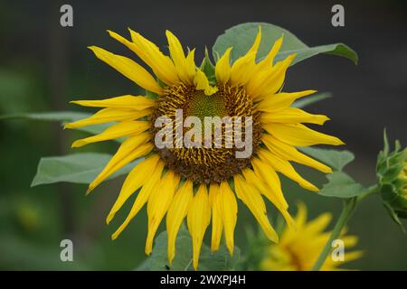 Sunflower (Helianthus annuus, bunga matahari) on the tree. Helianthus annuus is derived from the Greek Helios 'sun' and anthos 'flower' Stock Photo