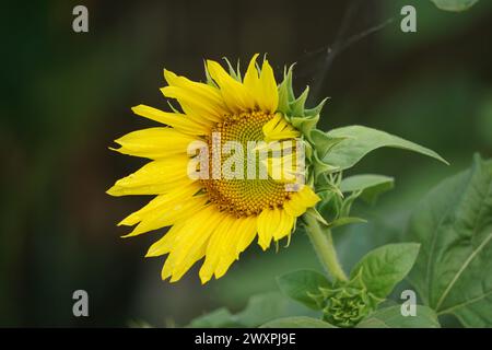 Sunflower (Helianthus annuus, bunga matahari) on the tree. Helianthus annuus is derived from the Greek Helios 'sun' and anthos 'flower' Stock Photo