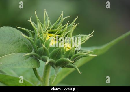 Sunflower (Helianthus annuus, bunga matahari) on the tree. Helianthus annuus is derived from the Greek Helios 'sun' and anthos 'flower' Stock Photo