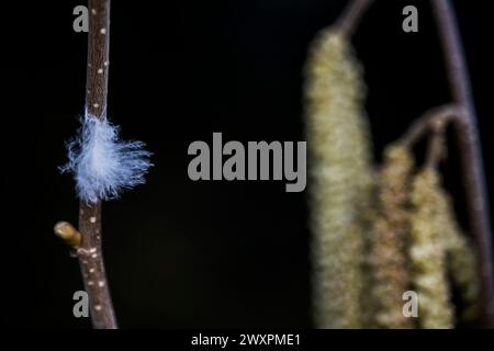 Horizontal macro of a tiny white feather stuck on hazel tree branch in late winter, blurred catkins on right, dark black background Stock Photo