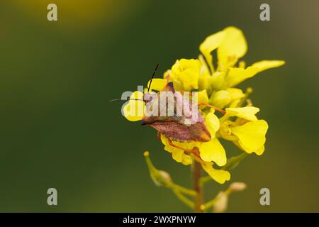 Bug Carpocoris mediterraneus on leaves of white mustard plant (Sinapis alba) in the Gayanes lagoon, Spain Stock Photo