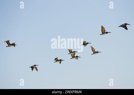 Flock of flying pelicans against clear blue sky background, copy space Stock Photo