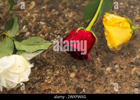 Three yellow, white and red flowers floating in the water on the beach between the rocks. Cloudy day. romantic scene Stock Photo