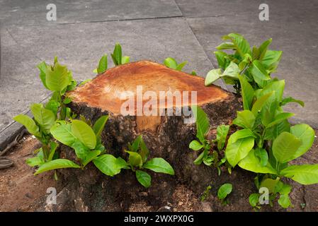 Stump of a cut down century-old tree. logging. Leaves growing around. Environmental degradation. Stock Photo