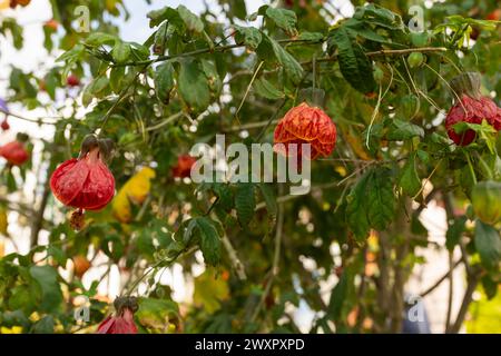 Callianthe Darwinii Or Abutilon Pictum, Painted Indian Mallow Flower. Close Up Evergreen Shrub Of Malvaceae Family. Horizontal Plane Tropical Plant.  Stock Photo