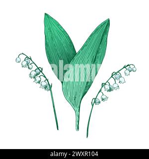 Lilly of the valley illustration in retro etching style isolated on white background. Vector illustration. Stock Vector