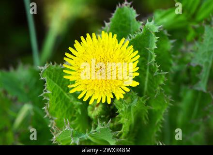 Thorny Spiny Sow Thistle. Stock Photo