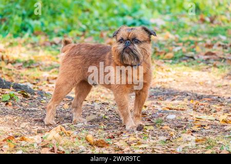 Brussels Griffon for a walk in the park. Funny brussels griffon dog walking on leaves at sunny day in forest Stock Photo