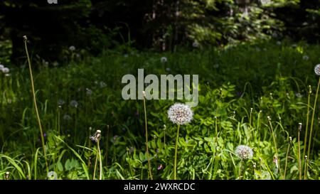 Dandelion growing in the summer forest Stock Photo