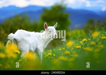 A small white goat is standing on top of a vibrant, lush green field. The goat appears content as it surveys its surroundings in the peaceful countrys Stock Photo