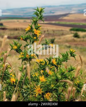 Common Golden Thistle, Scolymus hispanicus or Spanish Oyster Thistle on blur landscape background. Wild thorny perennial plant. Vertical Stock Photo