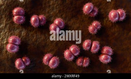 3d rendering of Neisseria meningitidis, also known as meningococcus, is a bacterium that causes meningococcal disease Stock Photo