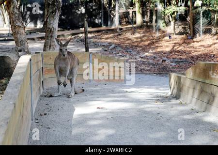 Solitary Agile Wallaby (Notamacropus agilis) searching for food : (pix Sanjiv Shukla) Stock Photo